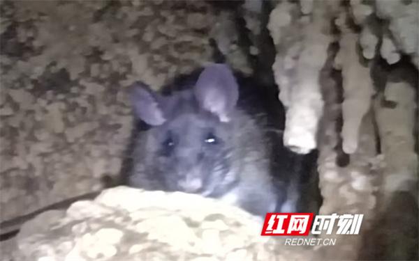 文化永州丨江永奇特“老鼠节”：跨越千年的感恩传承