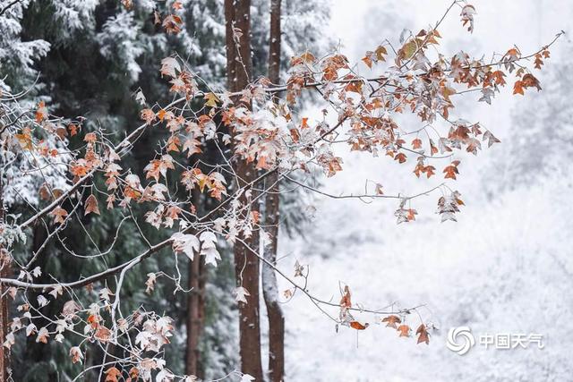 彩叶遇上白雪雾凇 解锁秋冬同框终极浪漫
