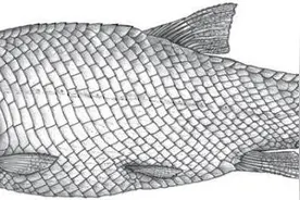 优美玉带鱼——鳄雀鳝的三叠纪化石“远亲”图片