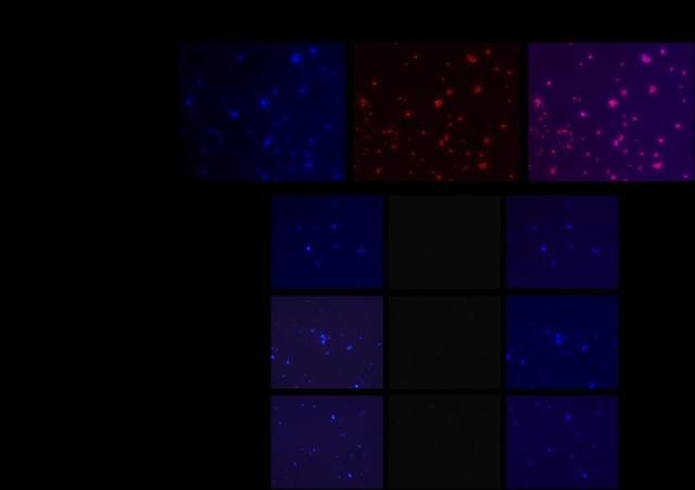 一起照亮更广阔的世界丨北京大学代表队参加国际基因工程机器大赛2025年参赛总结