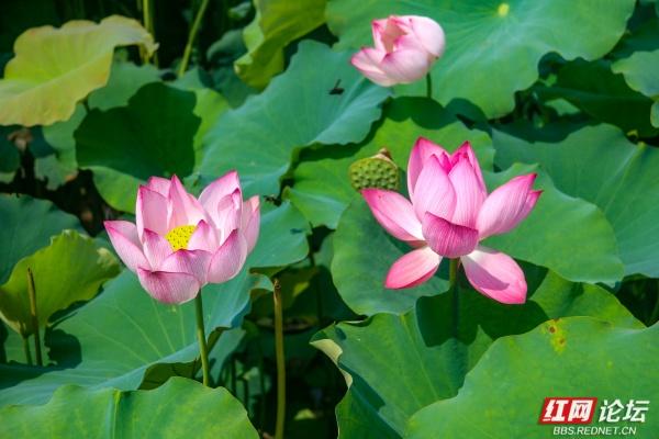 湘南荷韵永州情：那一池乡愁刻进骨子里