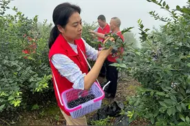 乐山：他们在高山上的蓝莓基地直播带货，订单源源不断……图片