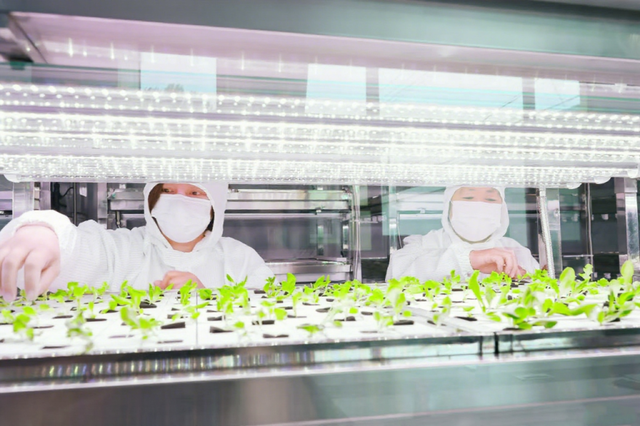 平谷“空中苗圃”科技小院有了“零碳植物工厂	”认证