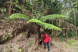 罕见！铜梁围龙发现植物“活化石”——桫椤图片