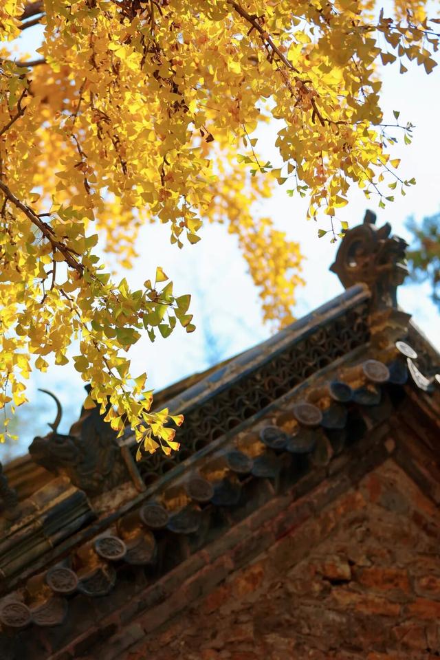 千年莒县银杏树！这一眼惊艳时光，高清大图超治愈