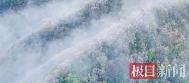 华中屋脊迎今秋首场雾凇 神农架一夜入“童话世界”