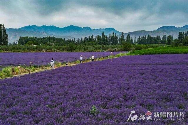 祖国大家庭的温暖丨从石头村到网红村的蝶变