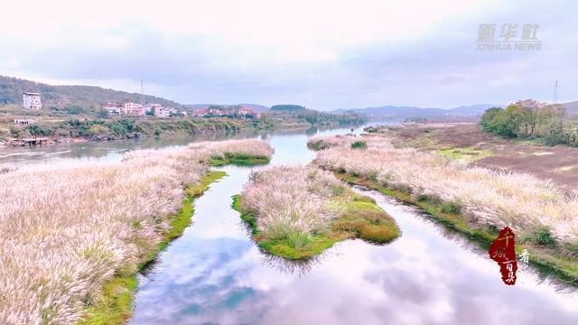 千城百县看中国｜湖南隆回：芦花摇曳赧水美