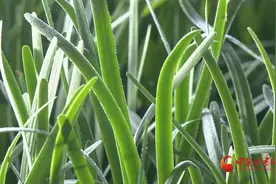 玉门：“小韭菜”成致富“大产业”图片