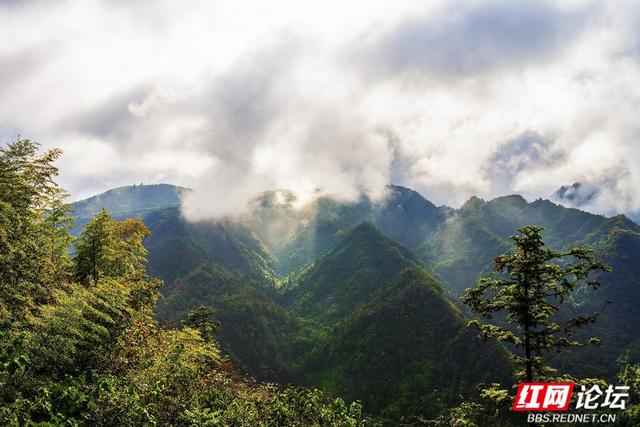 【每日一图@湖南】秋去冬来，赴一场怀化水杉林的红黄盛宴