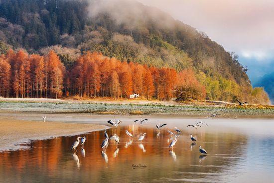 杉杉“红”了！长三角这些地方正上演视觉大秀