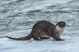 广州南沙出现“水狗”，长了一嘴尖锐的牙齿，性情凶残能杀小鳄鱼图片