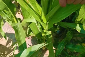 崆峒区打好“虫口夺粮”保卫战图片