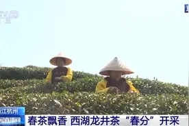 西湖龙井今日开采🌿官方鉴定指南助你抢“鲜”品尝春天的味道图片