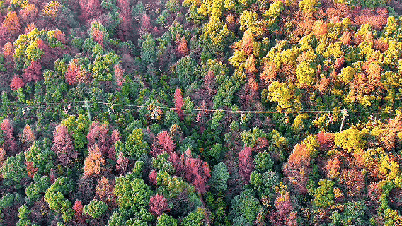 周末·美景丨太美了！一年一度，长沙人最盼望的这天来了（附攻略）