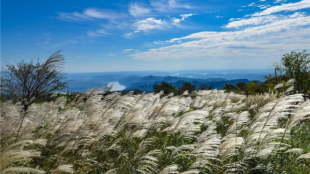 绝绝子！除了绝绝子，我还能怎么夸洛阳