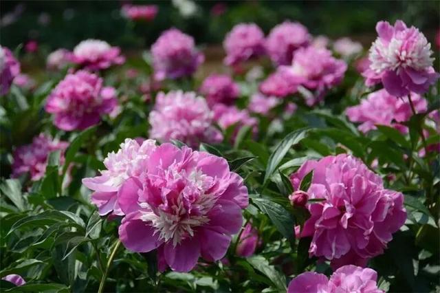 楚雄版“莫奈花园”藏不住啦！让你“五一”假期一次看过瘾