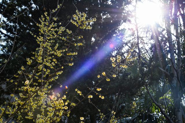 暗香浮动申城冬，闸北公园觅梅踪！