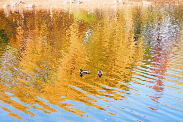 惊艳！身边的北京秋景“天花板”来了！
