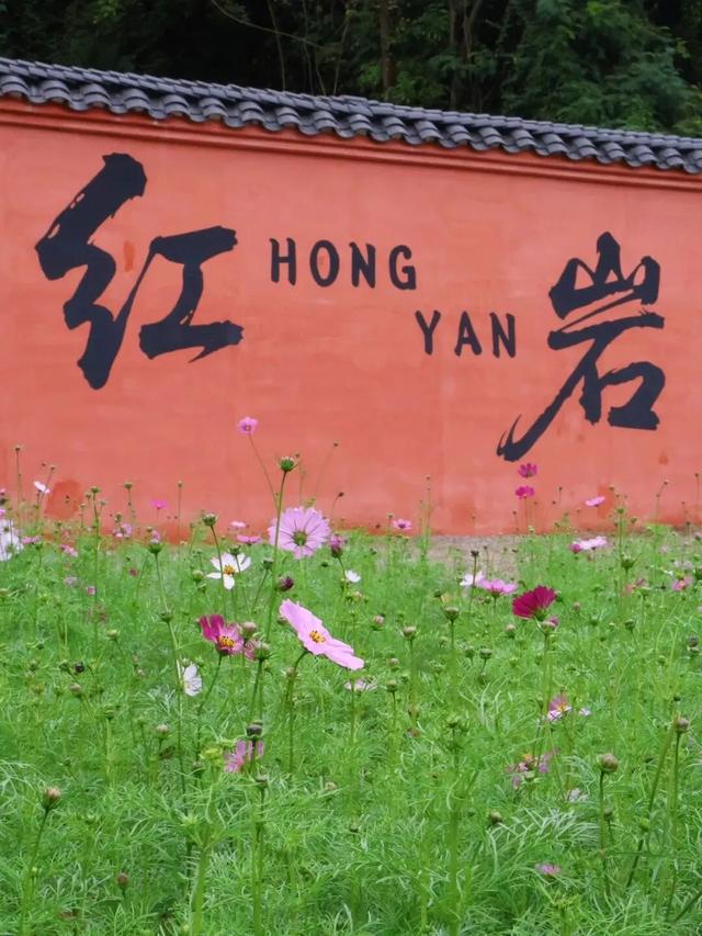 桂林恭城|红岩村柿子红成甜海啦