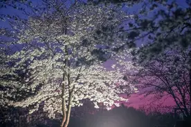 今日起，辰山植物园限时开放赏夜樱！图片
