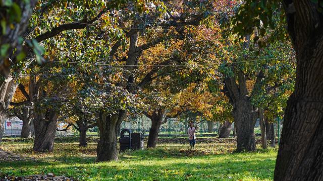 醉美金秋！一起邂逅什川古梨园的百年浪漫！
