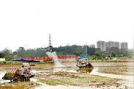 不误农时不负春，广州种粮补贴最高达1500元/亩·造图片