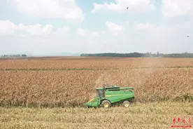 秋收图片