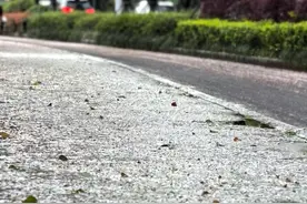 一觉醒来，杭州滨江樱花大道上“樱花雪”刷屏，周末樱花跑会受影响吗？图片
