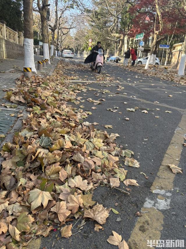 大风拂过八大关，落叶铺就冬日限定美景！