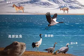 神奇动物在西藏｜藏野驴——草原宜居环境的“探路者”图片