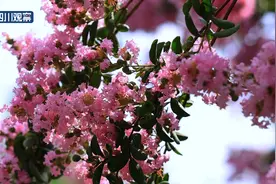 川渝好风光丨紫薇花意浓 满园芳菲藏不住图片