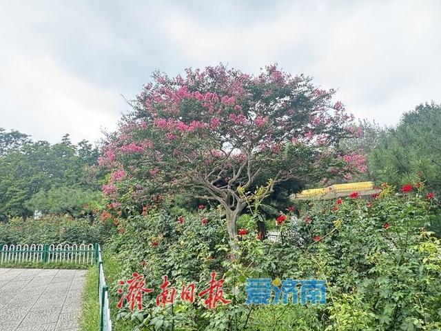 一年四季 泉在济南丨一株紫薇绽芳华 点亮济南初秋好景致