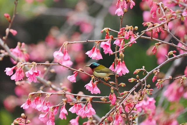 厦门: 樱花初绽放 鸟儿喜闹春