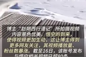 小猫“悟空”陪主人熬过了81难 网友：没有想到最后一难是离别图片