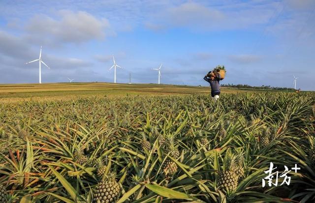 不光是盛典！12月20日，徐闻给你一个必来的理由