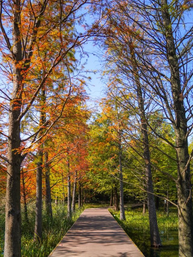 落羽杉红了！在上海发现了免费的阿勒泰同款梦幻秋景→
