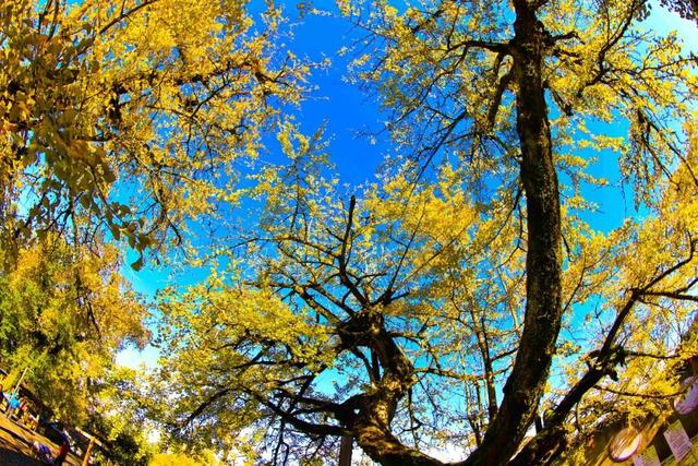 八闽秋冬，藏着一片金色童话