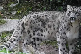 世界雪豹日，“美丽大猫”为什么能成为雪山之王？图片