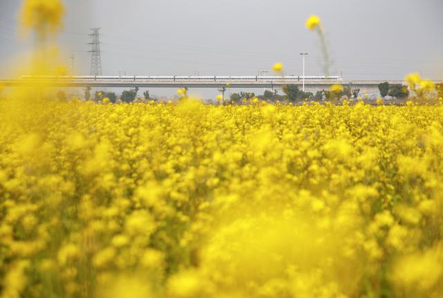 油菜花冬日“抢跑”，花海大片可以整起来了