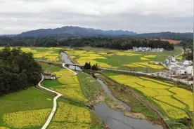 江西婺源：油菜花竞相开放 春日盛景醉游人图片