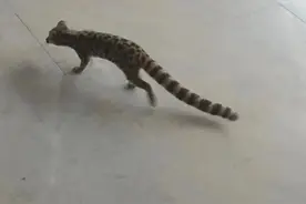 罕见！国家一级保护动物小灵猫，突然现身江西一饭店图片