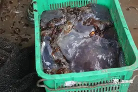 听说上海海蜇泛滥？有人忍不住了，特地赶海去捞，结果因太过投入，遇涨潮悲剧了……图片