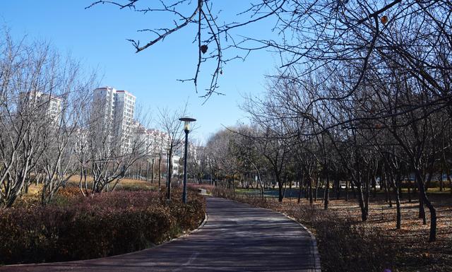 组图 | 凉州冬韵：霜凝湖光 苇摇清柔