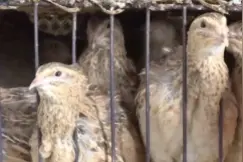 河南新郑：特色鹌鹑养殖 助农增收致富图片