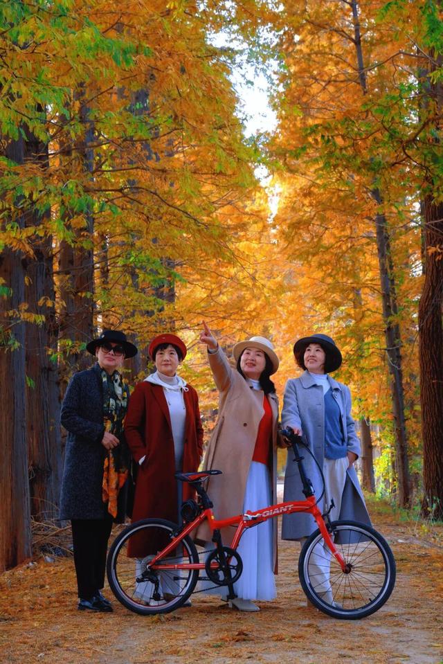 初冬限定！威海藏了片 “红杉秘境”，随手拍都是壁纸级美照