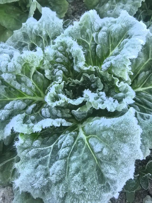今晨,大湖一夜美成“水晶宫”!