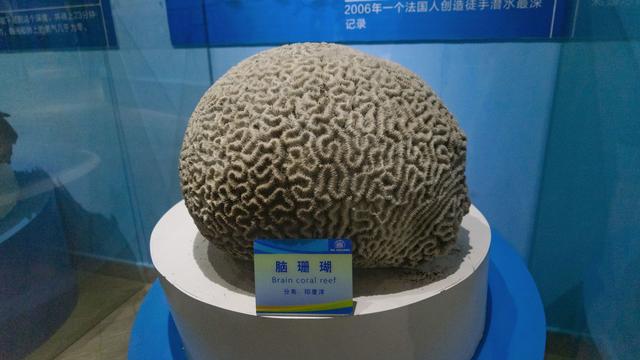 春节遛娃好去处 石林冰雪海洋世界推出2月限定梦幻灯展夜场