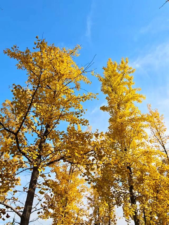 丝路文化行｜循班超足迹 赏银杏美景