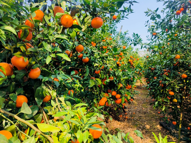 南宁冬季水果采摘全攻略 | 东北老铁、西北家人，告别猫冬！来南宁实现“水果自由”